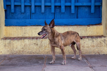 Poor, unwanted, homeless dog in the Streets of Old City of Trinidad, Cuba, during a sunny day.