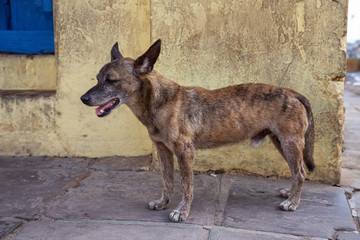 Poor, unwanted, homeless dog in the Streets of Old City of Trinidad, Cuba, during a sunny day.