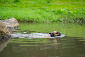 French bulldog is playing in the stream