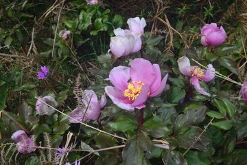 Peonie sul Monte Tratzalis