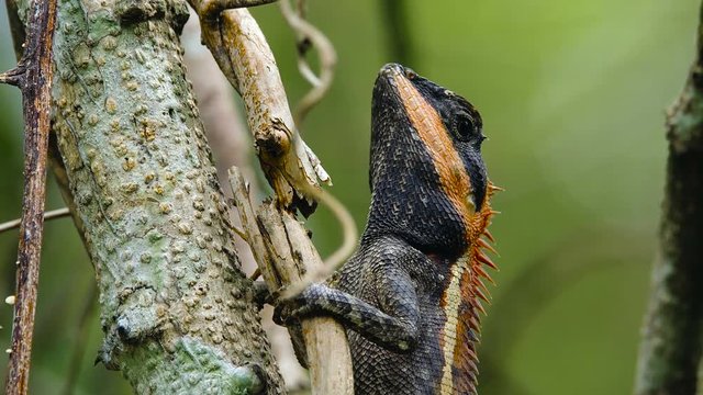 Emma Gray forest lizard on a tree during the breeding season.