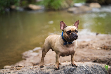 French bulldog is standing on the rock