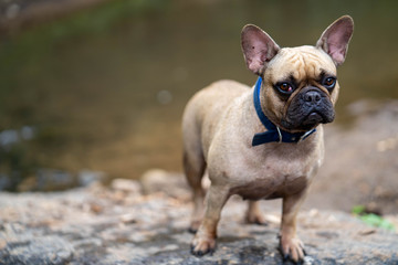 French bulldog is standing on the rock