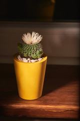 Cactus in yellow concrete pot on on windowsill background. Clean photo