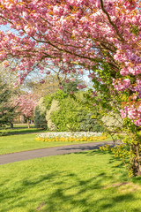 springtime in the park