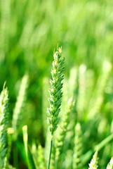 Young juicy fresh green ears of wheat on the field.