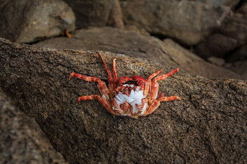 Dead crabs of the Andaman Sea at the evening, Paradise beach,Phuket Thailand Tropical countries At the top of the island.