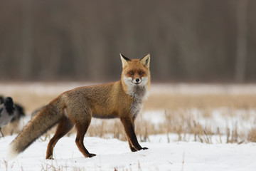 Naklejka na ściany i meble Red fox (Vulpes vulpes) in winter