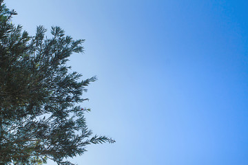 Background of Tone blue evening leaves green natural texture Bottom corner in Phuket Thailand