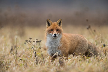 Naklejka na ściany i meble Red fox (Vulpes vulpes) in the field