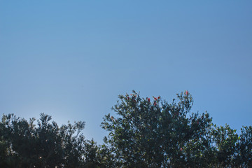 Background of Tone blue evening leaves green natural texture Bottom corner in Phuket Thailand