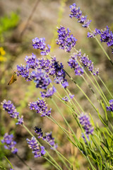 Bienen sammeln Nektar auf Lavendelblüten