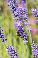 Bienen sammeln Nektar auf Lavendelblüten