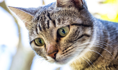 Fototapeta premium Close-up de gato