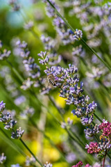 Bienen sammeln Nektar auf Lavendelblüten