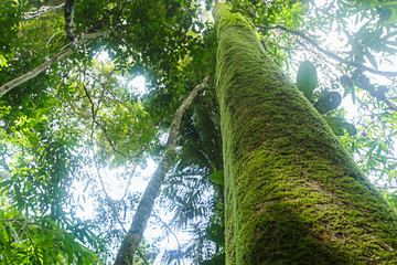 Fototapeta premium Natural forest prolific ,in Phang Nga National Park, Thailand