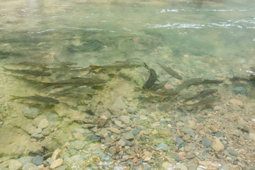 Mahseer barb Neolissochilus near the waterfall.nature forest prolific ,in Phang Nga National Park, Thailand