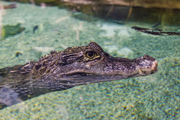 Head of a crocodile in clear water, close-up view.
