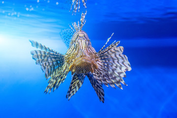 Dangerous Lionfish zebra fish in sea water.