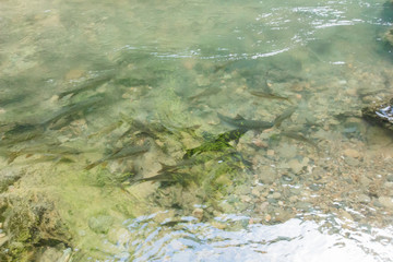 Mahseer barb Neolissochilus near the waterfall.nature forest prolific ,in Phang Nga National Park, Thailand