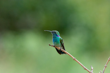 Beautiful Hummingbird on a branch
