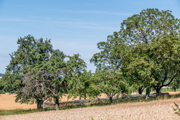 Brennholz Lager abgedeckt auf Wiese im Sommer © focus finder