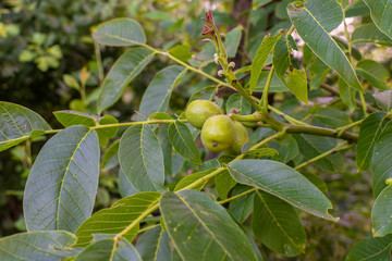 Branch with green unripe walnuts, walnut ripening