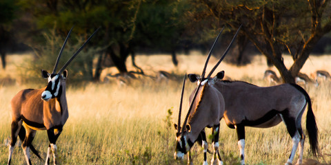 Three Oryx Gazella in National Park of Namibia with springbok in the background