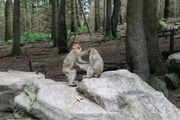 Young Barbary apes on the "Monkey Mountain" in Salem, Lake Constance Germany