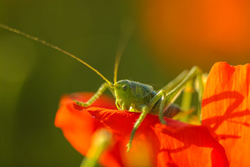 Allphotokz Grasshopper 20070515 0503 20D