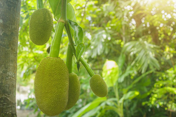 Jackfruit On the tree and young in phuket Thailand, Jackfruits Artocarpus heterophyllus