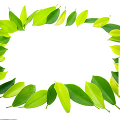 The leaves are light green on a white background.