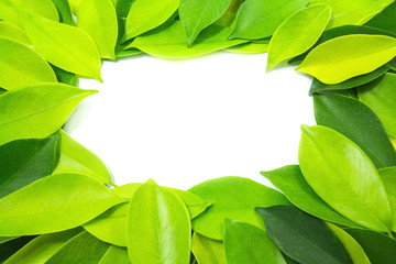 Fototapeta na wymiar The leaves are light green on a white background.