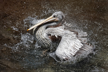 Pelican having a Splash