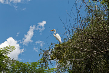 Great White Egret