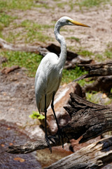 Great White Egret