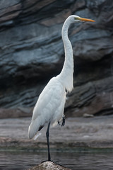Great White Egret