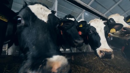 Black and white cows eat while standing in a byre in a row.