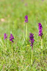 meadow near village Vernasca, Italy
