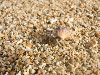 Einsiedlerkrebs am Strand