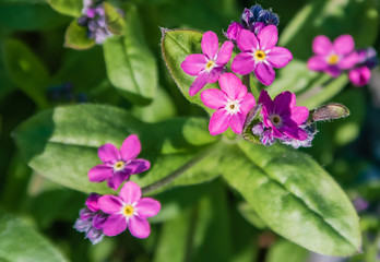 Pink primroses in the garden