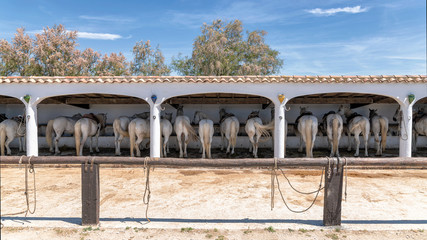 Many camargue horses in stables back view - obrazy, fototapety, plakaty
