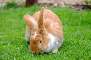 Fluffy rabbit with white and red fur in the grass.