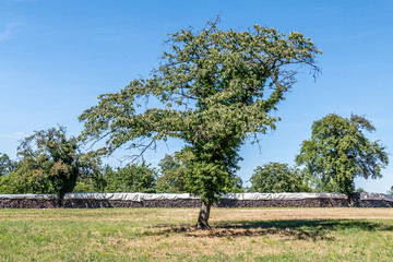 Brennholz Lager abgedeckt auf Wiese im Sommer © focus finder