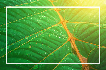 Creative layout made of green leaves. Flat lay. Nature background form Senna alata at phuket...