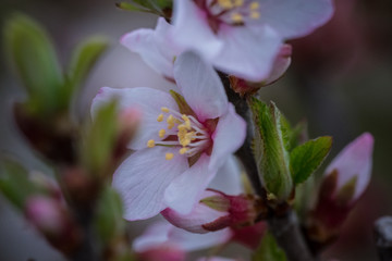 flower macro