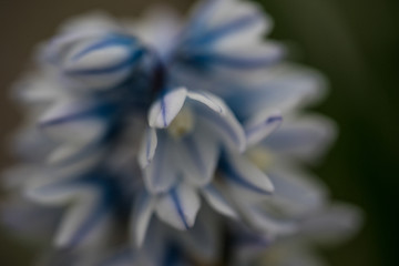 flower macro