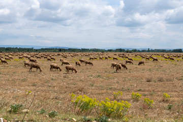 Sheep herd at Provence, France