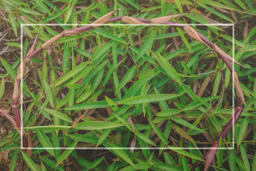 green grass natural background texture  top view at phuket thailand