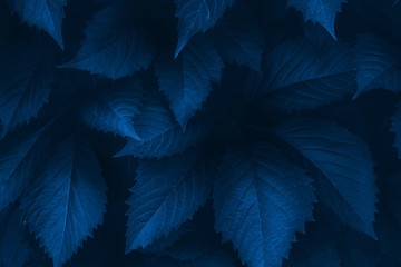 Bright blue leaves top view minimalistic background. Floral backdrop concept. Color of the summer 2019. Flower petals close up. Floristry hobby. Web banner, greeting card idea